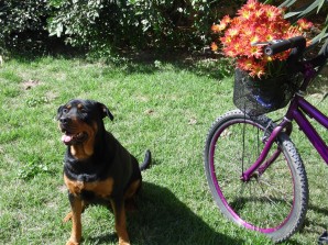 bike dog bici cane
